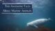 marine animals facts