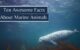 marine animals facts